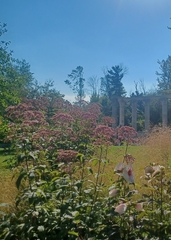 Heracleum mantegazzianum