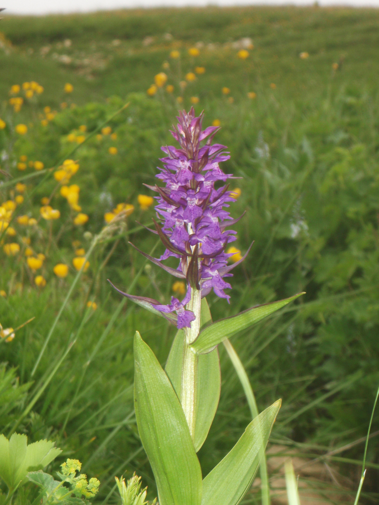 Dactylorhiza urvilleana (Steud.) H.Baumann & Künkele 3