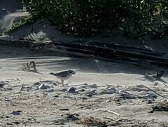 Charadrius semipalmatus