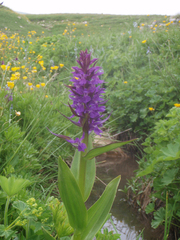 Dactylorhiza urvilleana
