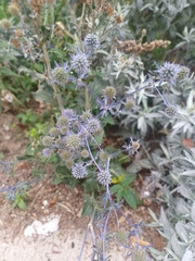 Eryngium planum
