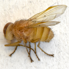 Ormia