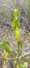 Pterostylis plumosa