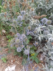 Eryngium planum