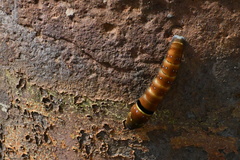 Papilio multicaudata