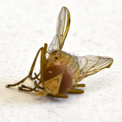 Ormia