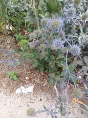 Eryngium planum