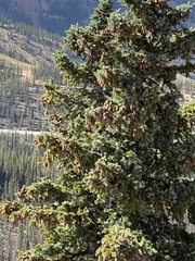 Picea pungens