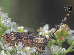 Cloniocerus aureovittatus