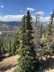 Picea pungens
