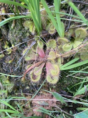 Drosera whittakeri