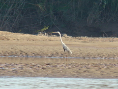 Ardea cocoi