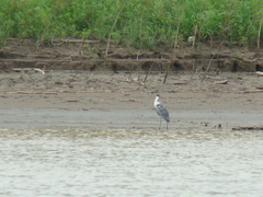 Ardea cocoi