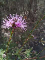 Kunzea parvifolia