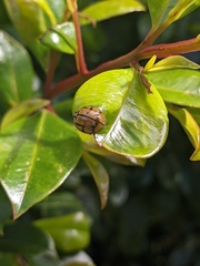 Harmonia testudinaria