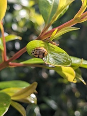 Harmonia testudinaria