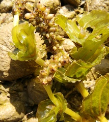 Potamogeton