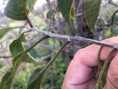 Clerodendrum floribundum