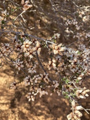 Cryptandra magniflora