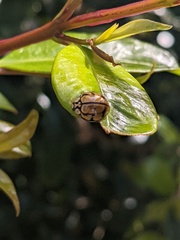 Harmonia testudinaria