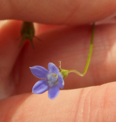 Wahlenbergia gracilis