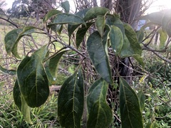 Clerodendrum floribundum