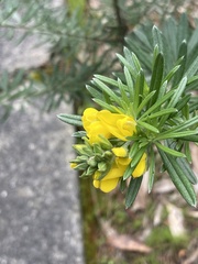 Genista linifolia