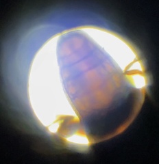 Oryzaephilus surinamensis