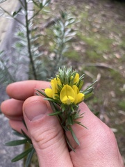 Genista linifolia