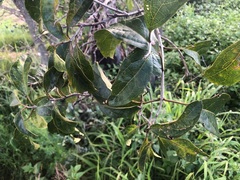Clerodendrum floribundum