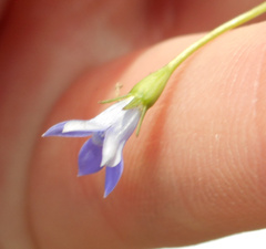 Wahlenbergia gracilis