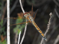 Trithemis arteriosa