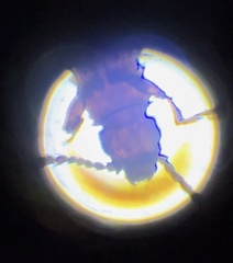 Oryzaephilus surinamensis