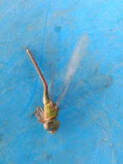 Triacanthagyna septima