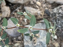 Euphorbia pediculifera