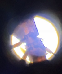 Oryzaephilus surinamensis