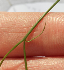 Wahlenbergia gracilis