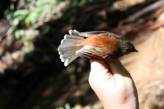Rufous-Backed Fantail photo 5