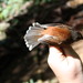 Rufous-backed Fantail - Photo (c) Katerina Tvardikova, some rights reserved (CC BY-NC-SA)