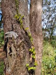 Pyrrosia confluens