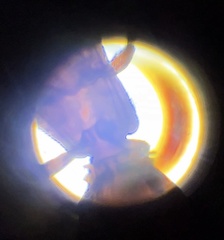 Oryzaephilus surinamensis