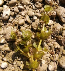 Potamogeton