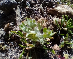 Ceratocephala pungens