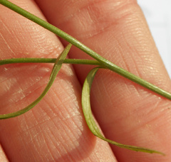 Wahlenbergia gracilis