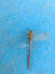 Triacanthagyna septima