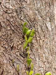 Pyrrosia confluens