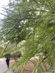 Taxodium