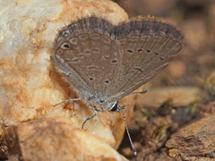 Eicochrysops messapus messapus