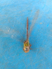 Triacanthagyna septima