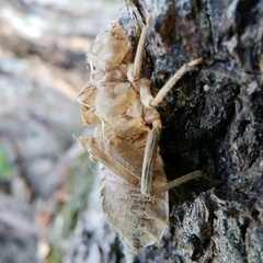 Lindenia tetraphylla